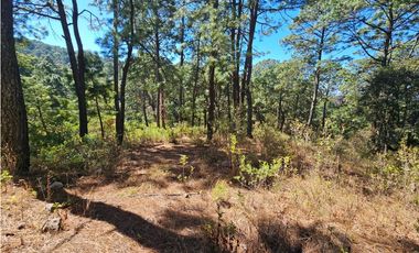 Bonito terreno en zona de bosque de mazamitla jalisco