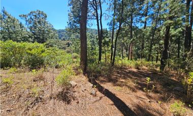 Bonito terreno en zona de bosque de mazamitla jalisco