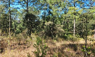 Bonito terreno en zona de bosque de mazamitla jalisco