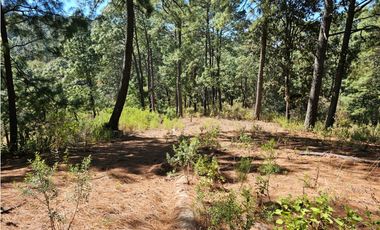 Bonito terreno en zona de bosque de mazamitla jalisco