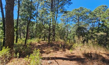 Bonito terreno en zona de bosque de mazamitla jalisco
