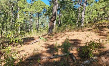 Bonito terreno en zona de bosque de mazamitla jalisco