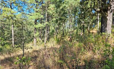Bonito terreno en zona de bosque de mazamitla jalisco