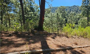 Bonito terreno en zona de bosque de mazamitla jalisco