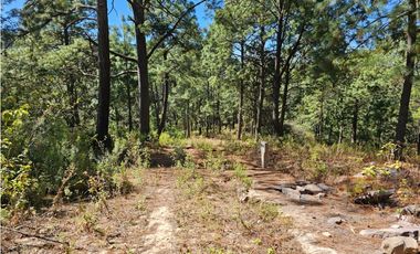 Bonito terreno en zona de bosque de mazamitla jalisco