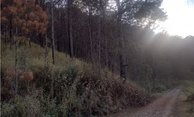 Bonito Terreno amplio en zona de Bosque de Mazamitla Jalisco