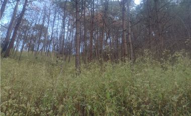 Bonito Terreno amplio en zona de Bosque de Mazamitla Jalisco