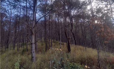 Bonito Terreno amplio en zona de Bosque de Mazamitla Jalisco