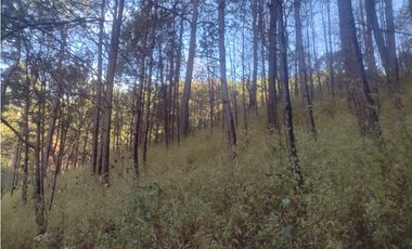 Bonito Terreno amplio en zona de Bosque de Mazamitla Jalisco