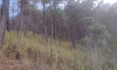 Bonito Terreno amplio en zona de Bosque de Mazamitla Jalisco