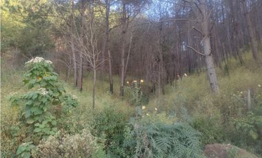 Bonito Terreno amplio en zona de Bosque de Mazamitla Jalisco