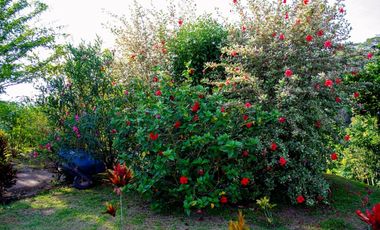 VENDO FINCA CAMPESTRE EN ALCALA VALLE DEL CAUCA