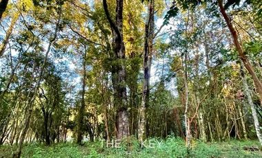 Parcela en Venta en Sector Quilentué - Villarrica