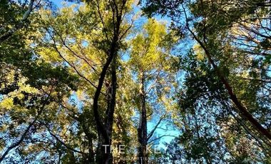 Parcela en Venta en Sector Quilentué - Villarrica