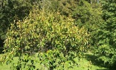 Casa en Venta en Puntilla Ñilque