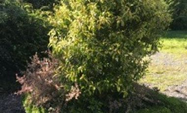 Casa en Venta en Puntilla Ñilque