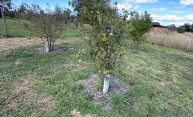 VENTA DE CASA EN PARCELA OSORNO