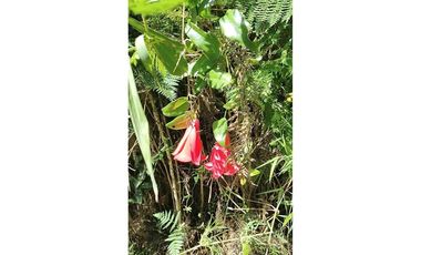 Vive la tranquilidad del sur, Parcela 26