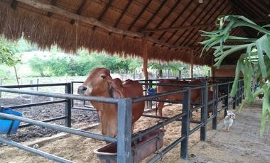 Hacienda Ganadera en La Mesa