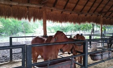 Hacienda Ganadera en La Mesa