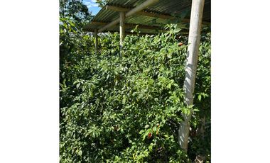 FINCA PEQUEÑA ALTAMENTE PRODUCTIVA CON CULTIVOS, TURISMO  EN FILANDIA