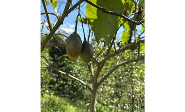 FINCA PEQUEÑA ALTAMENTE PRODUCTIVA CON CULTIVOS, TURISMO  EN FILANDIA