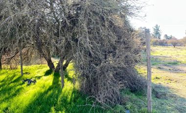 VENDE TERRENO 5000 M2 LOTEO CAUPOLICAN - PENCAHUE