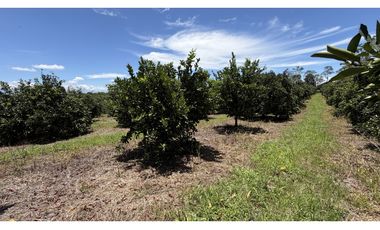 VENTA DE FINCA EN MONTENEGRO, QUINDO, COLOMBIA