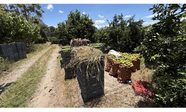 VENTA DE FINCA EN MONTENEGRO, QUINDO, COLOMBIA