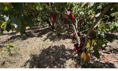VENTA DE FINCA EN MONTENEGRO, QUINDO, COLOMBIA