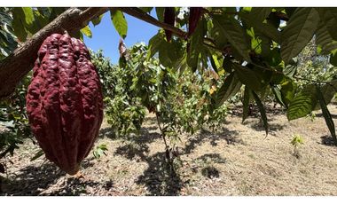 VENTA DE FINCA EN MONTENEGRO, QUINDO, COLOMBIA