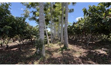 VENTA DE FINCA EN MONTENEGRO, QUINDO, COLOMBIA