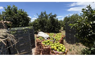 VENTA DE FINCA EN MONTENEGRO, QUINDO, COLOMBIA