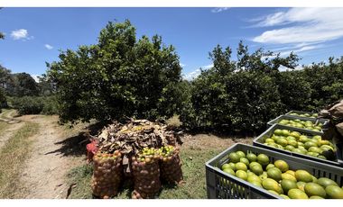 VENTA DE FINCA EN MONTENEGRO, QUINDO, COLOMBIA