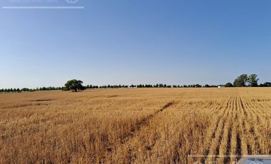 Campo en Venta 2500 has Entre Rios
