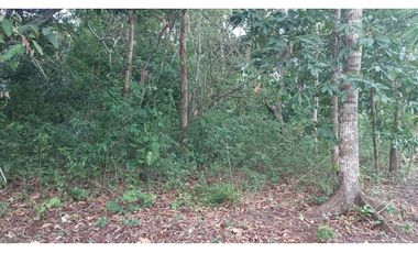 LA CHORRERA / FINCA PARA DESARROLLO INMOBILIARIO / 19 HECTAREAS