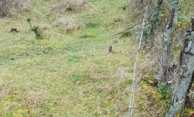 VENTA TERRENO 2 HECTAREAS SECTOR LAGO RANCO