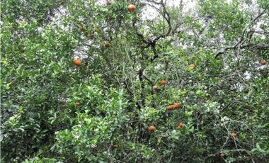 Venta 2 Hectáreas en La Mesa Cundi