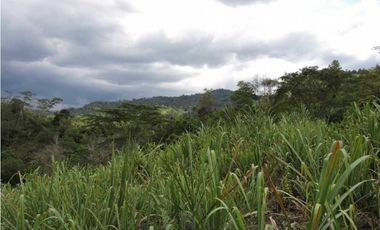 Venta 2 Hectáreas en La Mesa Cundi