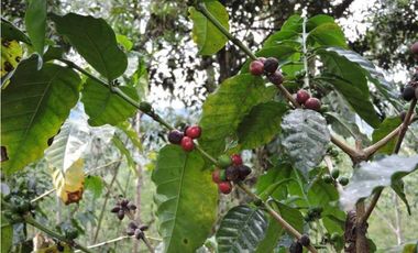 Venta 2 Hectáreas en La Mesa Cundi