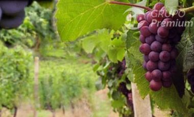 Agrícola en Venta en Sector de San Fernando