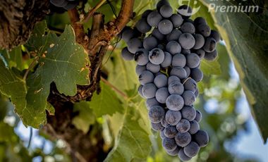 Agrícola en Venta en Sector de San Fernando