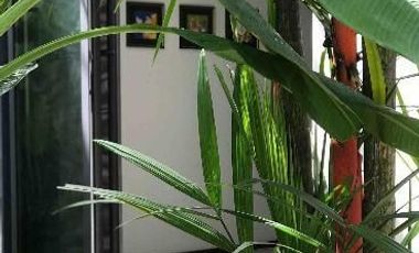 2 Bedroom Condo for rent at Bangtao Beach Gardens