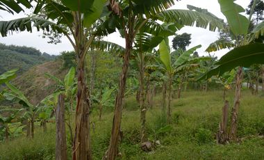 FINCA PRODUCTIVA EN FILANDIA