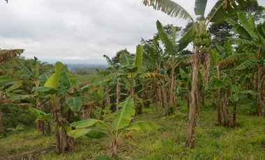 FINCA PRODUCTIVA EN FILANDIA