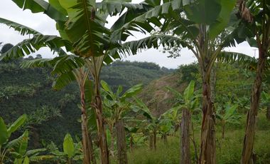 FINCA PRODUCTIVA EN FILANDIA