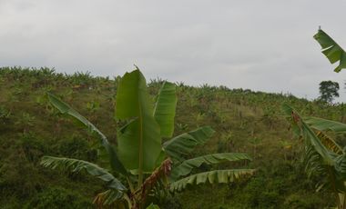 FINCA PRODUCTIVA EN FILANDIA