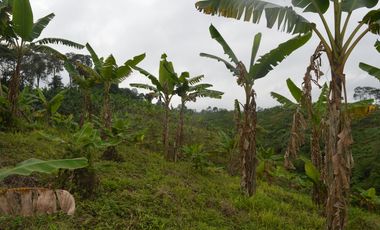 FINCA PRODUCTIVA EN FILANDIA