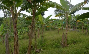 FINCA PRODUCTIVA EN FILANDIA