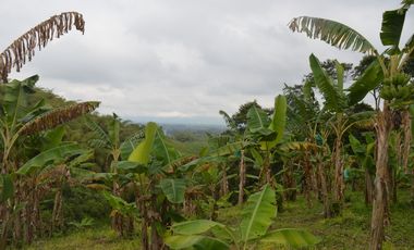 FINCA PRODUCTIVA EN FILANDIA
